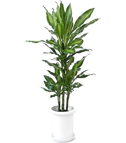 現品　ツピタンサス　2番　曲がり　シェフレラ　インテリアグリーン　観葉植物 dショッピング |ツピタンサス（シェフレラ・ピュックレリ） 2D